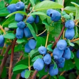 Orlovi nokti: kada bobica sazre, zašto ne cveta, koje godine počinj...